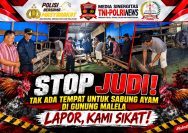 Respons Cepat Dumas Warga, Polsek Gunung Malela Langsung Hentikan dan Bongkar Arena Sabung Ayam di Karang Bangun dan Di Belakang Obor .