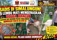 Omak ! Rugi Puluhan Juta, Peternak di Simalungun Desak Pengusutan Kematian Massal 5 Lembunya di Area Kebun Dolok Ilir.
