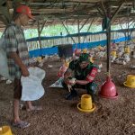 Jaga Kualitas Peternakan, Babinsa Koramil 05/Serbalawan Ajak Peternak Perhatikan Perawatan dan Kebersihan Kandang Ayam. Jaga Kualitas Peternakan, Babinsa Koramil 05/Serbalawan Ajak Peternak Perhatikan Perawatan dan Kebersihan Kandang Ayam.