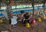 Jaga Kualitas Peternakan, Babinsa Koramil 05/Serbalawan Ajak Peternak Perhatikan Perawatan dan Kebersihan Kandang Ayam.