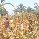 Turun ke Ladang, Babinsa Koramil 03/Siantar Selatan Bantu Petani Panen Jagung. Turun ke Ladang, Babinsa Koramil 03/Siantar Selatan Bantu Petani Panen Jagung.