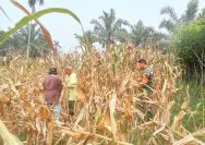 Turun ke Ladang, Babinsa Koramil 03/Siantar Selatan Bantu Petani Panen Jagung.