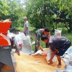 Ringankan Pekerjaan Petani, Babinsa Koramil 03/Siantar Selatan Turun Langsung Bantu Giling Jagung Hasil Panen. Ringankan Pekerjaan Petani, Babinsa Koramil 03/Siantar Selatan Turun Langsung Bantu Giling Jagung Hasil Panen.