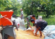 Ringankan Pekerjaan Petani, Babinsa Koramil 03/Siantar Selatan Turun Langsung Bantu Giling Jagung Hasil Panen.