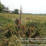 Peduli Kondisi Petani, Babinsa Koramil 06/Perdagangan Tinjau Tanaman Padi yang Tumbang Akibat Angin Kencang. Peduli Kondisi Petani, Babinsa Koramil 06/Perdagangan Tinjau Tanaman Padi yang Tumbang Akibat Angin Kencang.