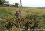 Peduli Kondisi Petani, Babinsa Koramil 06/Perdagangan Tinjau Tanaman Padi yang Tumbang Akibat Angin Kencang.