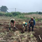 Jalin Kedekatan dengan Masyarakat, Babinsa Koramil 12/Saribu Dolok Bantu Olah Lahan Pertanian di Ujung Saribu. Jalin Kedekatan dengan Masyarakat, Babinsa Koramil 12/Saribu Dolok Bantu Olah Lahan Pertanian di Ujung Saribu.