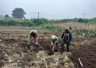 Jalin Kedekatan dengan Masyarakat, Babinsa Koramil 12/Saribu Dolok Bantu Olah Lahan Pertanian di Ujung Saribu.