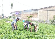 Pererat Kemanunggalan TNI dan Rakyat, Babinsa Koramil 12/Saribu Dolok Jalin Komunikasi dengan Warga Nagori Purba Tua.