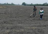 Perkuat Ketahanan Pangan, Babinsa Koramil 10/Tanah Jawa Turun ke Ladang Bantu Petani Tanam Jagung.