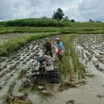 Dukung Ketahanan Pangan, Babinsa Koramil 09/Tiga Balata Dampingi Petani Olah Lahan Sawah di Dolok Tomuan.