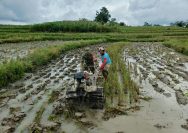 Dukung Ketahanan Pangan, Babinsa Koramil 09/Tiga Balata Dampingi Petani Olah Lahan Sawah di Dolok Tomuan.