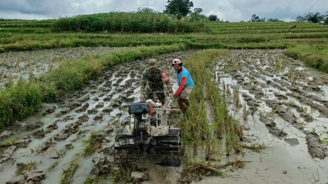Dukung Ketahanan Pangan, Babinsa Koramil 09/Tiga Balata Dampingi Petani Olah Lahan Sawah di Dolok Tomuan.