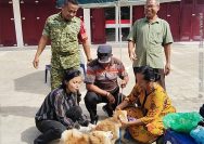 Cegah Rabies, Babinsa Koramil Siantar Selatan Dampingi Vaksinasi 60 Hewan Peliharaan Warga di Marihat Jaya.